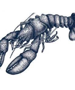 Cream Cornwall Lobster Art Print In Blue On White In Three Sizes - A2, A3 And A4