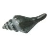Cream Cornwall Hardware Brass Whelk Shell Decorative Handle - Small